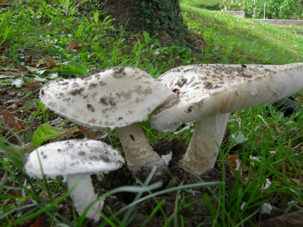 funghi a lamelle da determinare